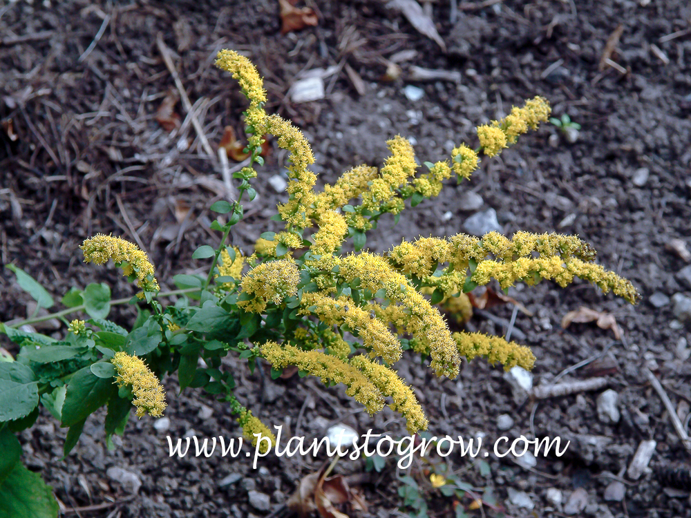 False Goldenrod (Brachychaeta sphacelata) 
(September 19)